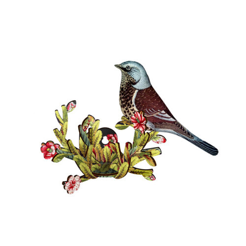 Bird fieldfare-latin lover